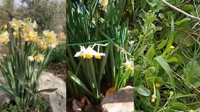 زهرة النرجس الشائع واستخدماته العلاجية السحرية / Narcissus Tazetta