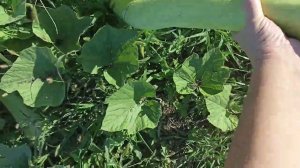 лагенария змеевидная