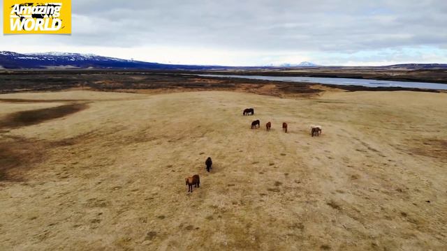Veterinarian experiences unbelievable rescue: Cat asks for help and wild horse in distress! смотреть онлайн