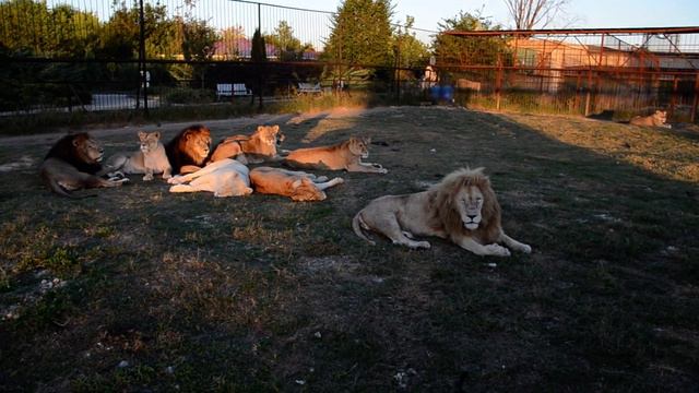 "Я лев Олежка ,а вас как звать ?"Львица Чоли "завалила "туристку :)) смотреть онлайн