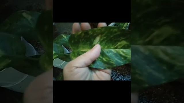 Golden Pothos(money Plant) And Epipremnum Flame Vlog#66 Mentioning You