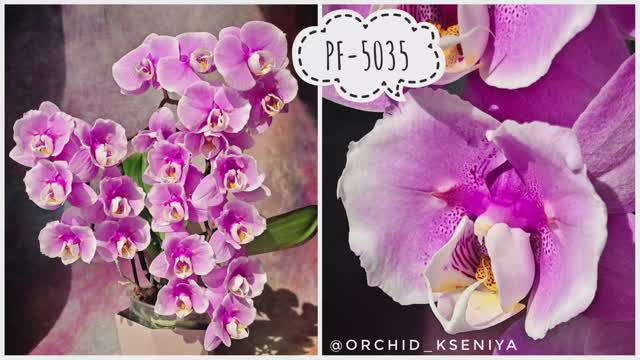 Phal. PF-5035 от садовника Profar🌸 Первое цветение нежной розовой бабочки орхидеи фаленопсис |Обзор смотреть онлайн