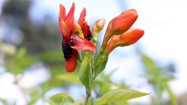 Shop With Me - Exotic, Rare & Unique Plants - House, Garden ,Tropicals & Collective Plants смотреть онлайн