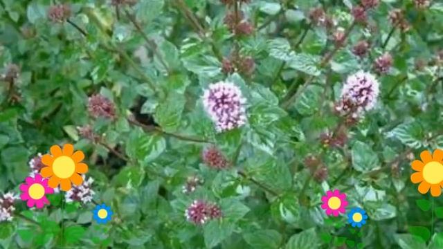 Научные Эксперименты