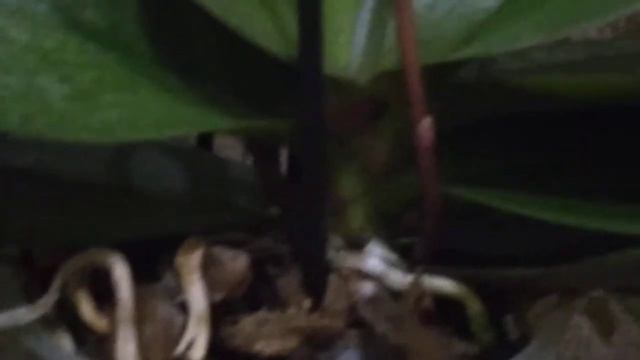 АЛОЭ для адаптации новой орхидеи Парфюмерная фабрика Scention (сеншен) переводится как Аромат смотреть онлайн