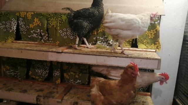 Самый простой и надежный способ борьбы с расклевом яиц. Делаем яйцесборник. смотреть онлайн