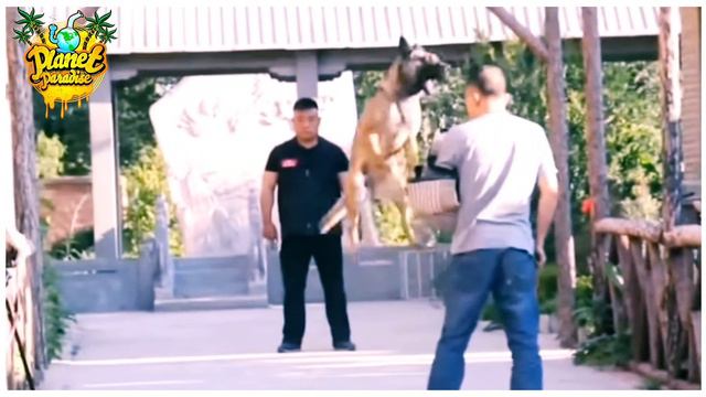 бельгийская овчарка смотреть онлайн