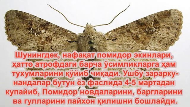 Помидор касаллигига карши энг зур усул / Pomidor Qurib Ketishiga Qarshi Eng Zur Usul.