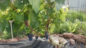 Виноград Либерти и Вэлиант открытый грунт в Ленинградской области