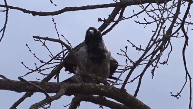 Ворона ну очень активно чистит перышки смотреть онлайн
