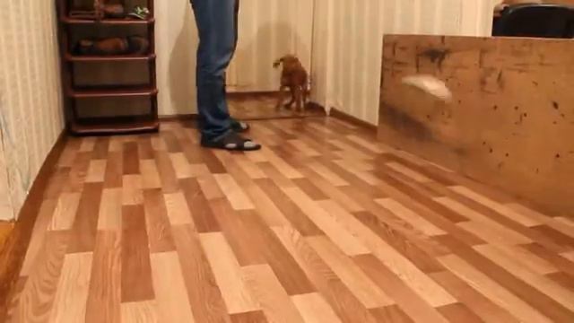 Хади первая охота 2 месяца