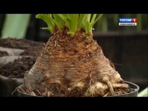 Посев лука-порея и корневого сельдерея. Шубина Людмила Николаевна. Сад Шубиной. смотреть онлайн