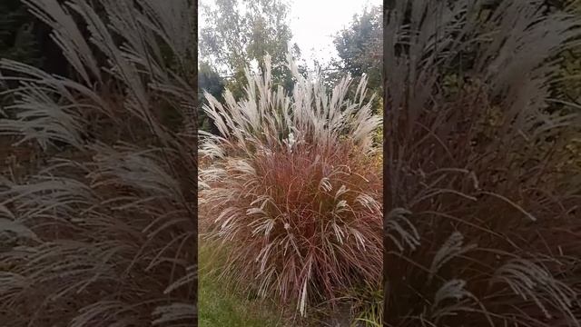 Мискантус китайский "Маленькая мисс" осенью, 5 лет | Miscanthus sinensis "Little Miss" смотреть онлайн