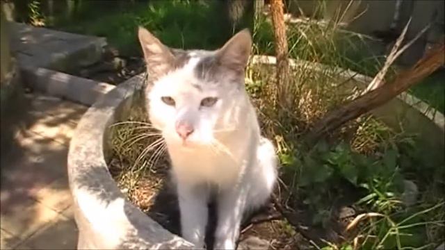 СОЧИ.ЗАРИСОВКИ. июнь 2017 смотреть онлайн