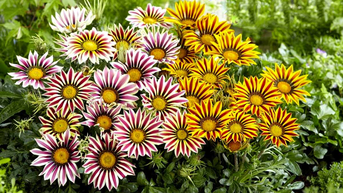 СЕМЕНА КРАСИВЫХ ГЕОРГИН И ГАЦАНИИ В АШАНЕ И ОБИ! смотреть онлайн