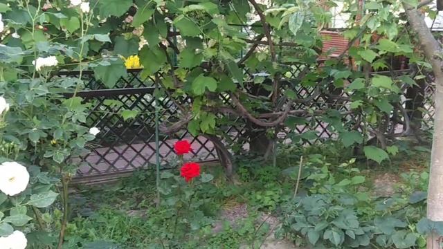 Цветы на даче. Кустарные розы. Красота смотреть онлайн