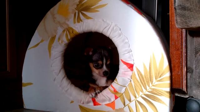 Чихуа показывает язык смотреть онлайн