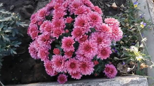 Хризантемы в теплицу. Начались заморозки. 2.10.20 смотреть онлайн