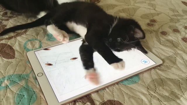 Котёнок Венька смешно ловит мышей и таракашек через экран планшета? смотреть онлайн