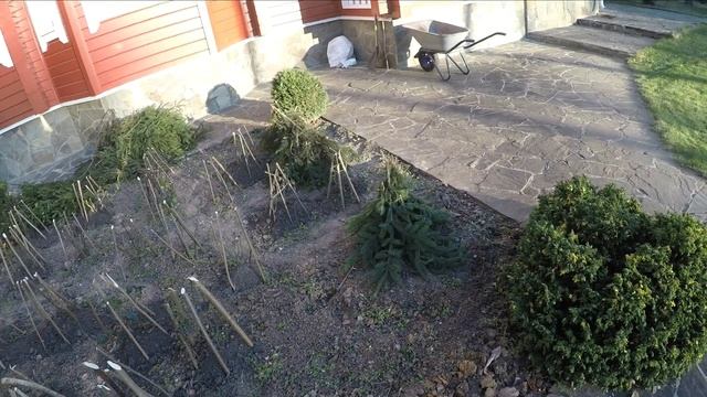 КАК УКРЫТЬ РОЗЫ НА ЗИМУ ( ПРОСТОЙ СПОСОБ) смотреть онлайн