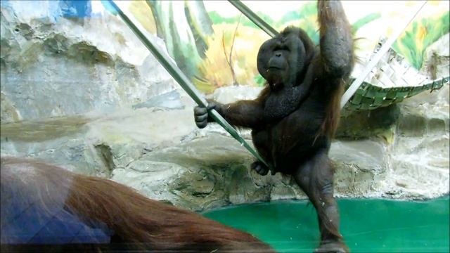 Орангутаны Бату и Мишель. Бату на качелях. 09.02.19 г. смотреть онлайн