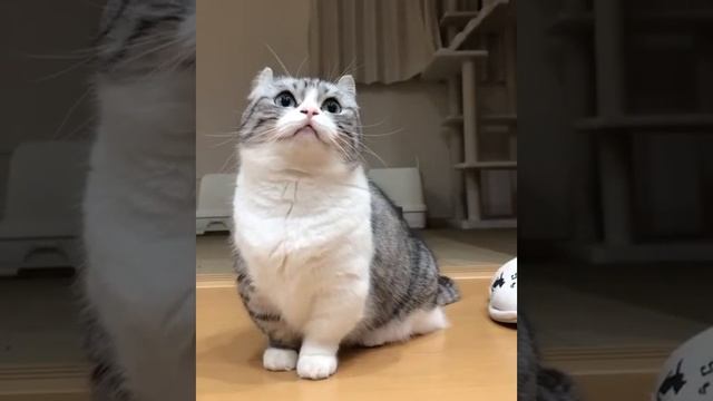 бананчики смотреть онлайн