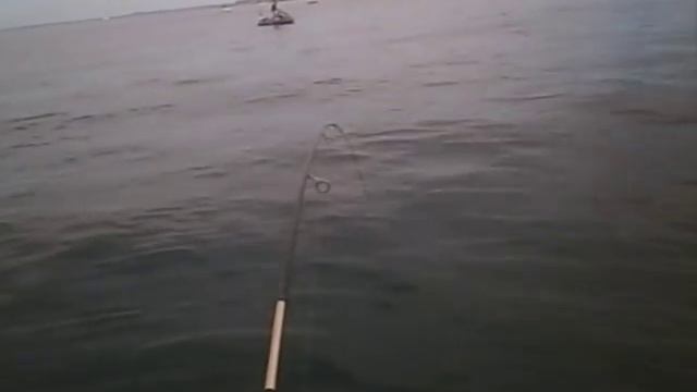 Catching Kingfish using a Gulp 7 " Nuclear Chicken смотреть онлайн