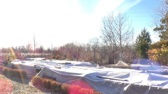 Укрытие роз в Сибири. Завершающий этап. смотреть онлайн