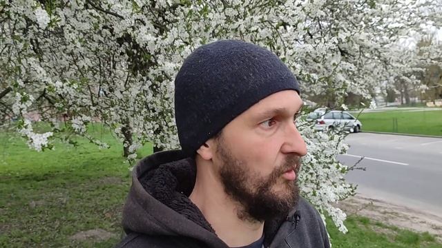 Визитная карточка Бреста - традиционное цветение косточковых. смотреть онлайн