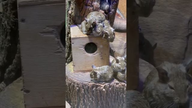 ?cat#кошка Эшли-Дегу (octodon degus) #shorts ‼️ смотреть онлайн