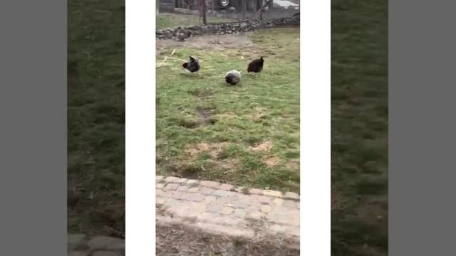 ЖИЗНЬ в ГЛУХОЙ ДЕРЕВНЕ. БЕЛАРУСЬ. МУЛЬЧА ГОЛУБИКА .АЗОТ