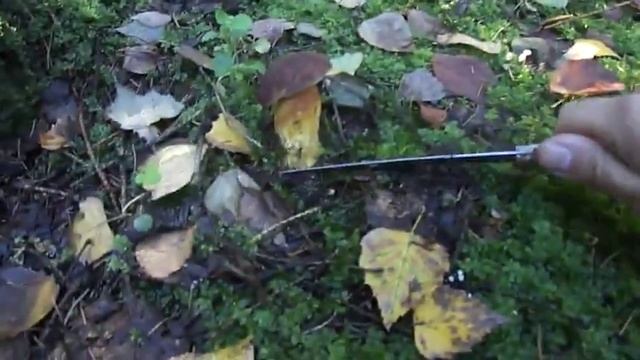 Польские грибочки смотреть онлайн