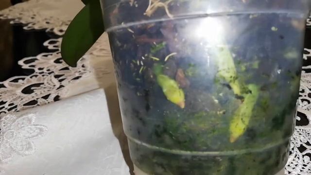 Засохшие корни у орхидеи, что с ними делать? смотреть онлайн