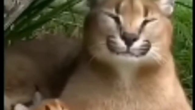 Большой шлёпа учит маленького шлёпу орать. смотреть онлайн