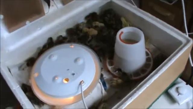 Вывод второй группы смотреть онлайн