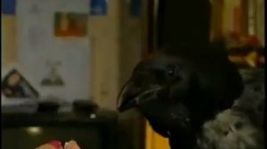 Говорящий ворон Карлуша