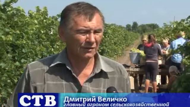 В сельскохозяйственной фирме «Градина» ведется сбор винограда смотреть онлайн