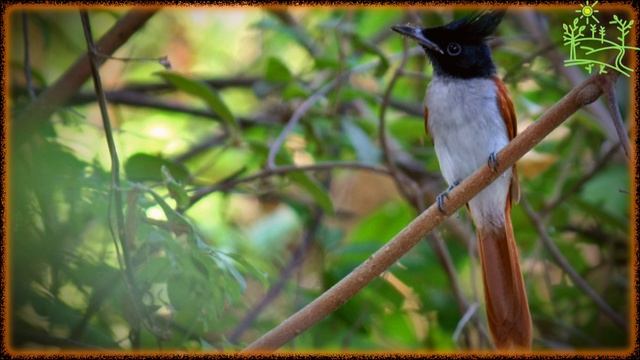 Голоса птиц Как поёт Мухоловка райская (Terpsiphone paradisi).mp4 смотреть онлайн