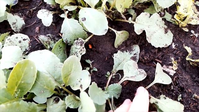 23.04.2023 Первые нарциссы смотреть онлайн