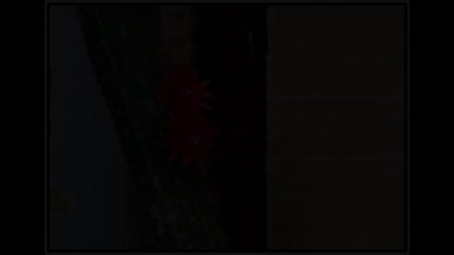 Cleistocactus Samaipatanus, Cactus Plant From Bud To Bloom.