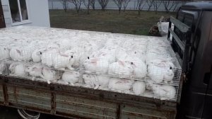 Вывозим кроликов с фермы. Как перевозить кроликов?