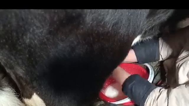 Утро🌄🙋 Дойка. Животные. Ну и конечно я 😊Жизнь в деревне. смотреть онлайн