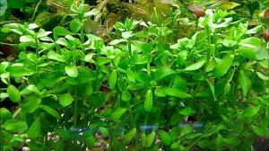 #Аквариумные_растения Бакопа