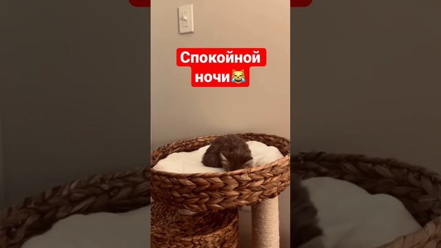 Спокойной ночи! #животные #приколы #смешныекошки #смешныеживотные #animals #funnyvideo #sho смотреть онлайн