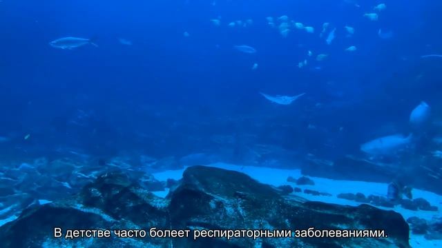 Значение имени Адис. Толкование, судьба, характер смотреть онлайн
