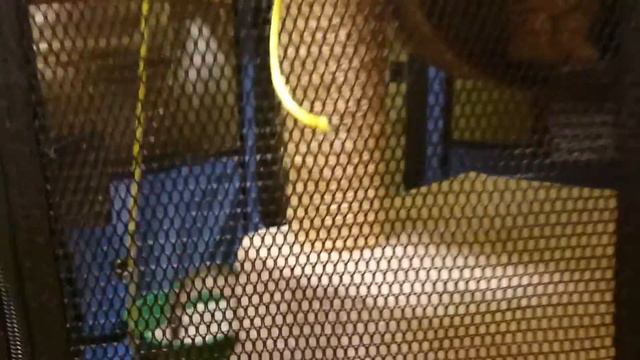 Our kittens 9 смотреть онлайн