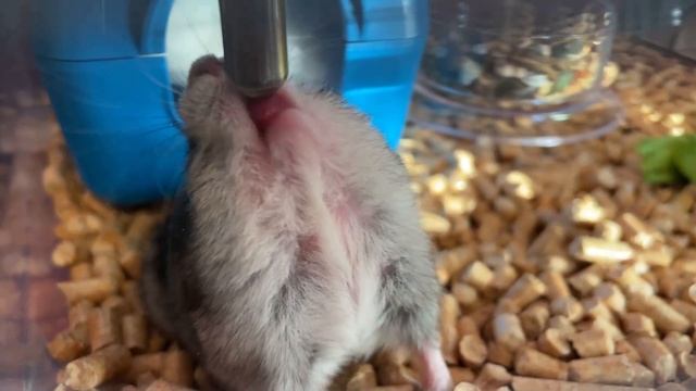 Джунгарский хомячок Пакито пьёт воду из поилки. смотреть онлайн