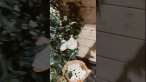 Лучшие комнатные лианы. Размножение в домашних условиях.