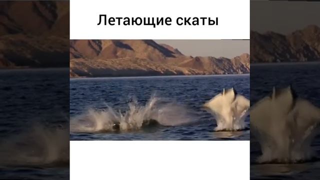 "Летающие" скаты смотреть онлайн