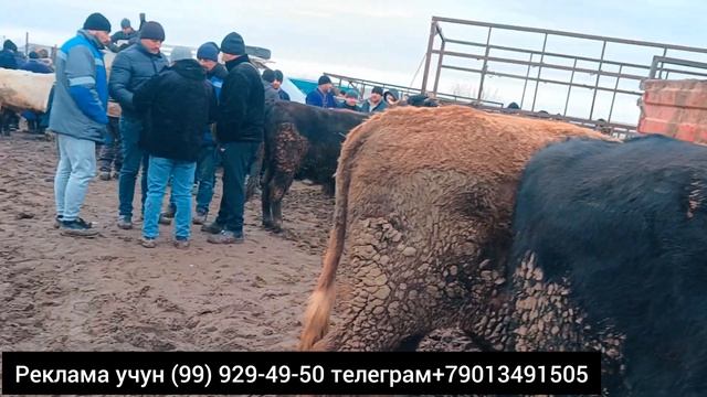 BUXORO ROMITAN QURGON MOL BOZOR? YEMLANGAN BUQA NARXLAR. 01.02.2024.